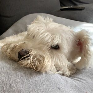 Meet your Posher, Lee